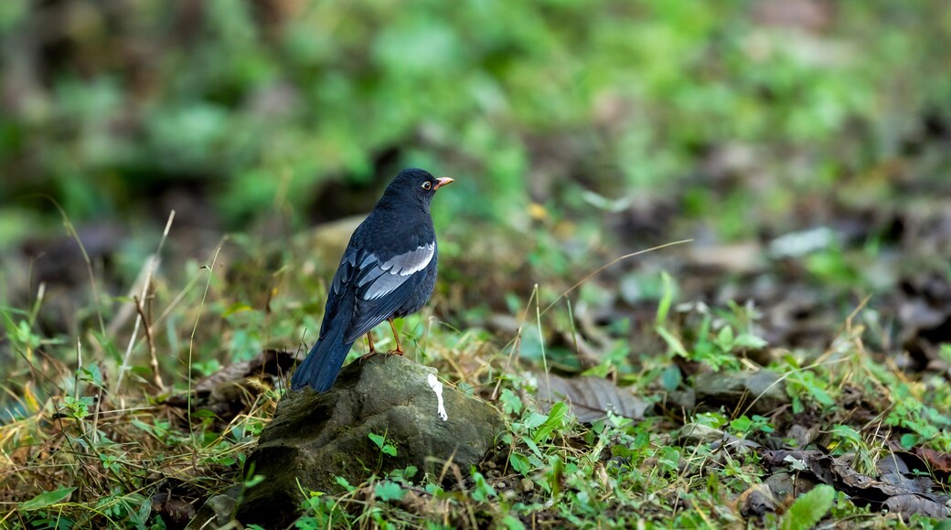 grey winged blackbird or Turdus boulboul bird closeup in natural green background foothills of himalayas at manila forest of uttarakhand india asia