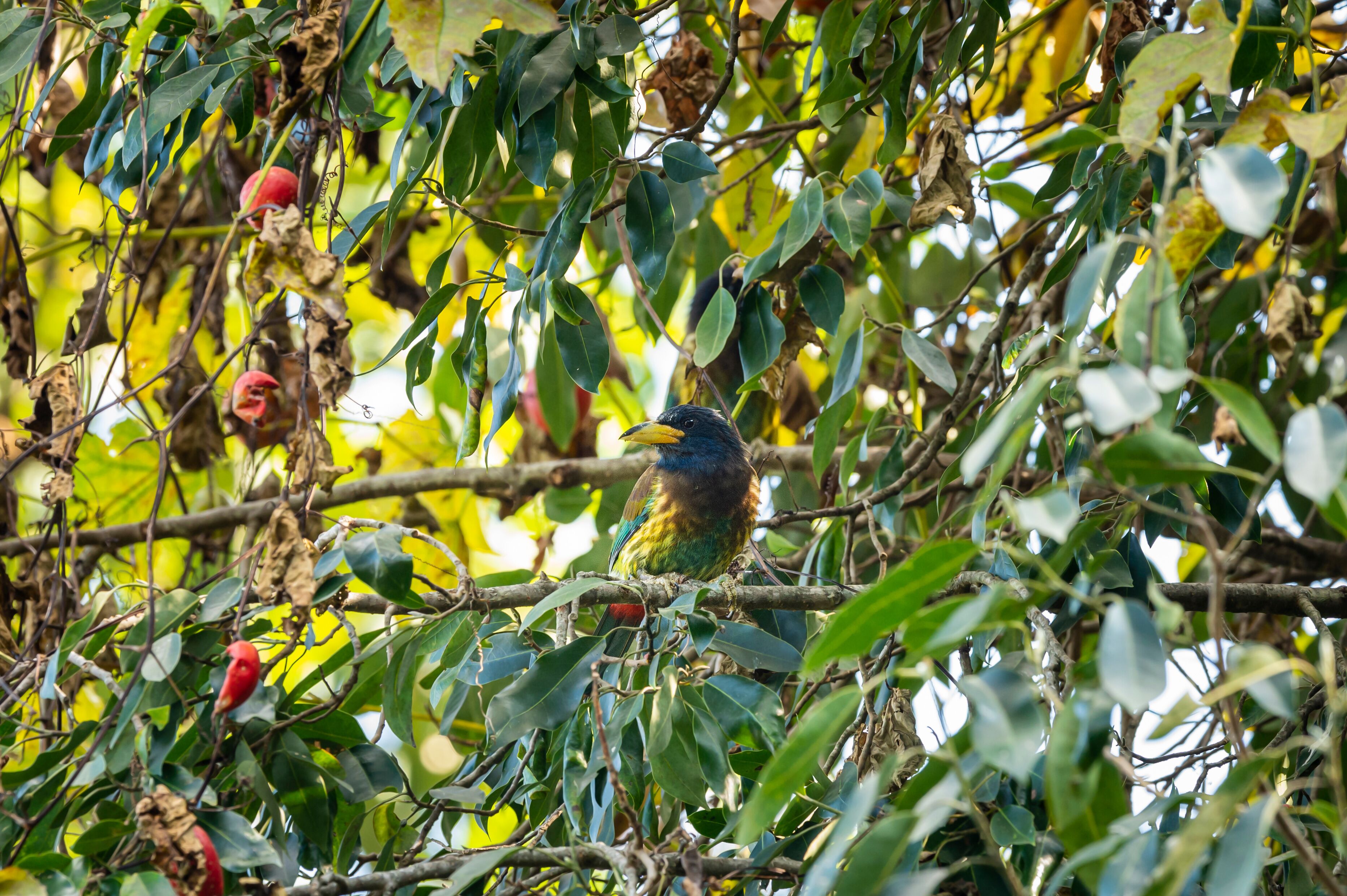 great barbet or Megalaima virens bird blend in environment or camouflaged in natural green background on a fruit tree at dhikala jim corbett national park uttarakhand india asia