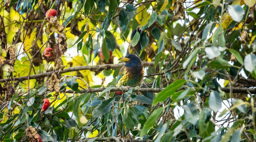 great barbet or Megalaima virens bird blend in environment or camouflaged in natural green background on a fruit tree at dhikala jim corbett national park uttarakhand india asia