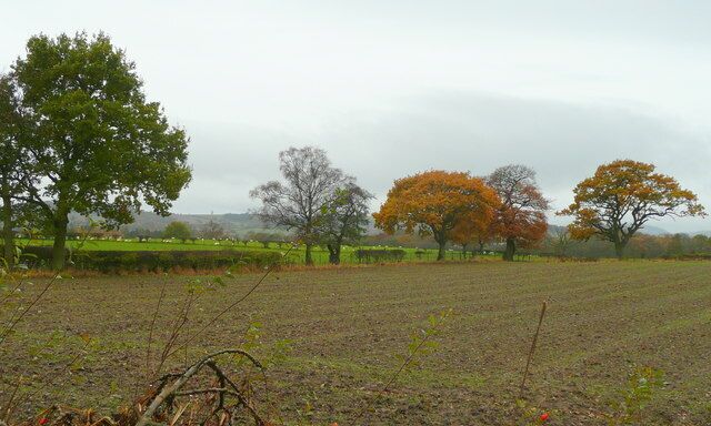 Farmland west of Barnes Farm Including oaks in varying degrees of autumnal colour.