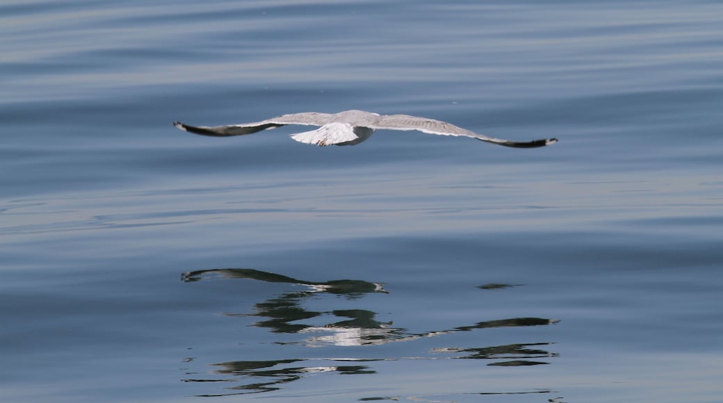 Gabbiano al largo di Porto Garibaldi