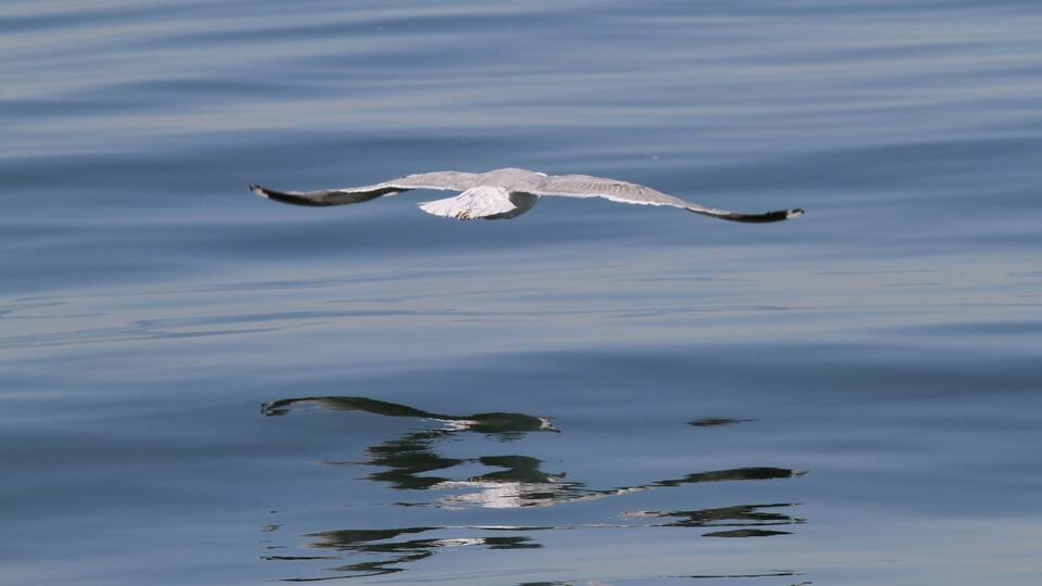 A bird flying over calm water.