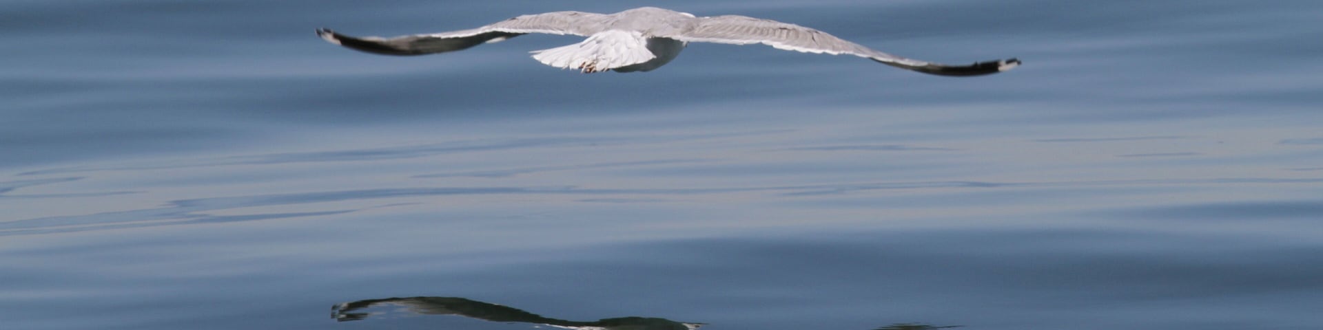 Gabbiano al largo di Porto Garibaldi