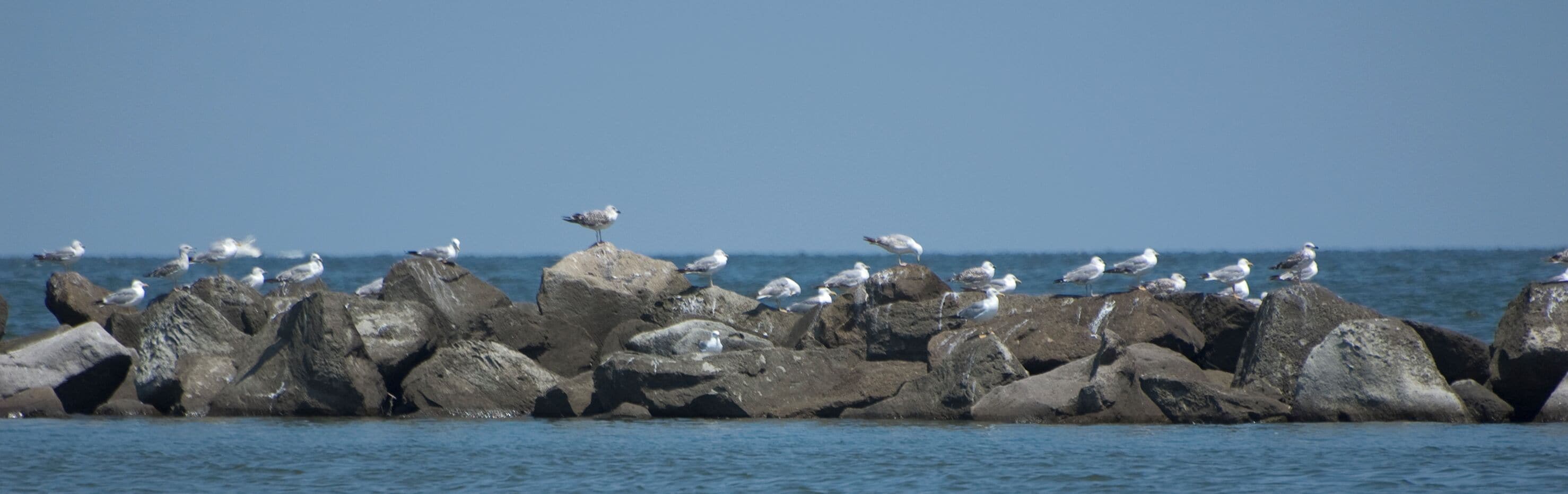 Porto Garibaldi, Spiaggia e mare