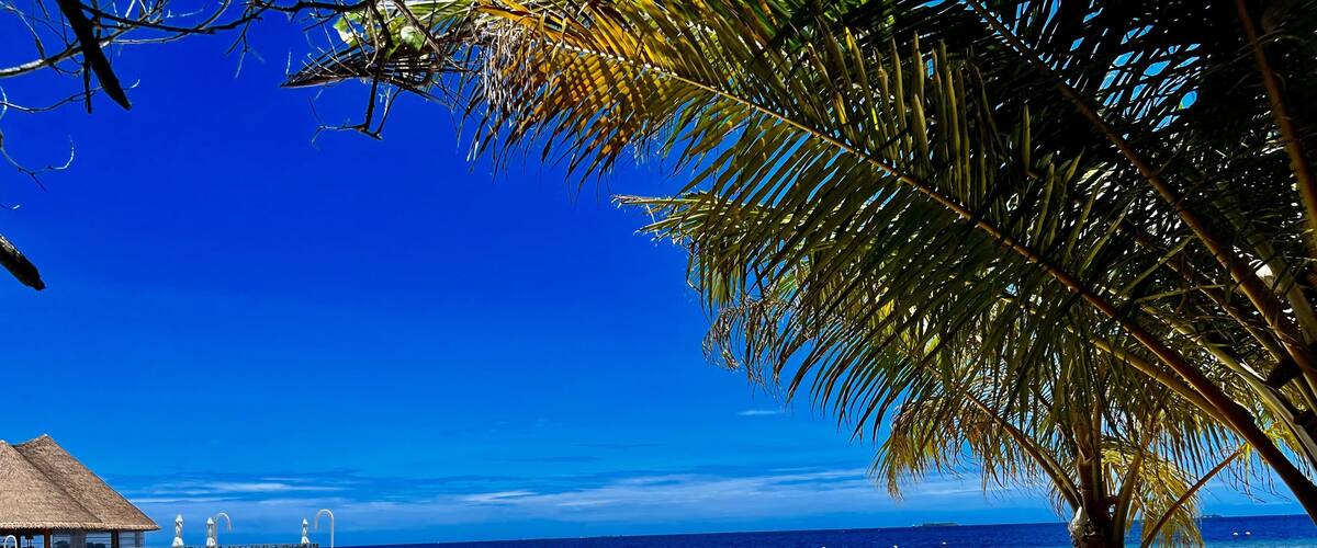 A beach with clear turquoise water, a thatched-roof structure, and a palm tree.