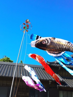 Children's Day in Japan. Colorful fish streamers are everywhere and there's always at least one festival to visit. #blue