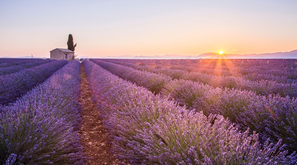 Lavender fields near Valensole, Provence, France