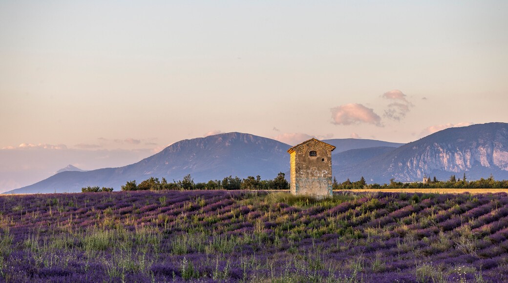 Traditional cabanon in the middle of a lavender field in Provence, France