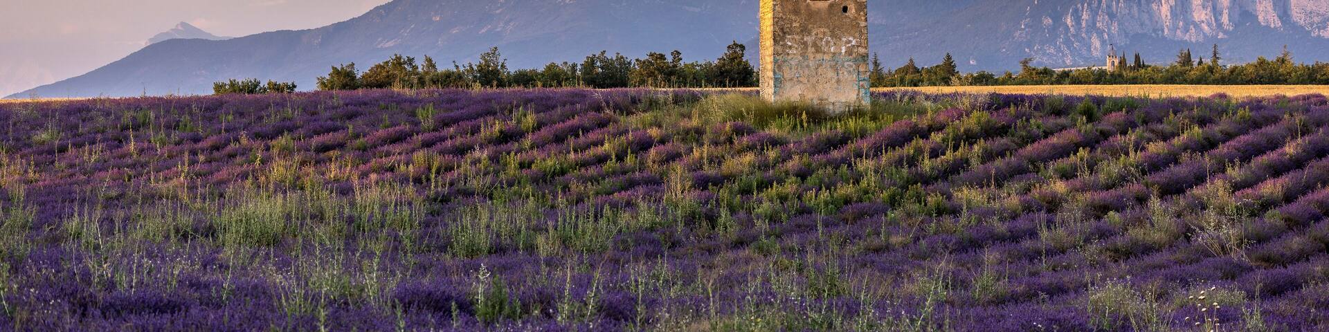 Traditional cabanon in the middle of a lavender field in Provence, France