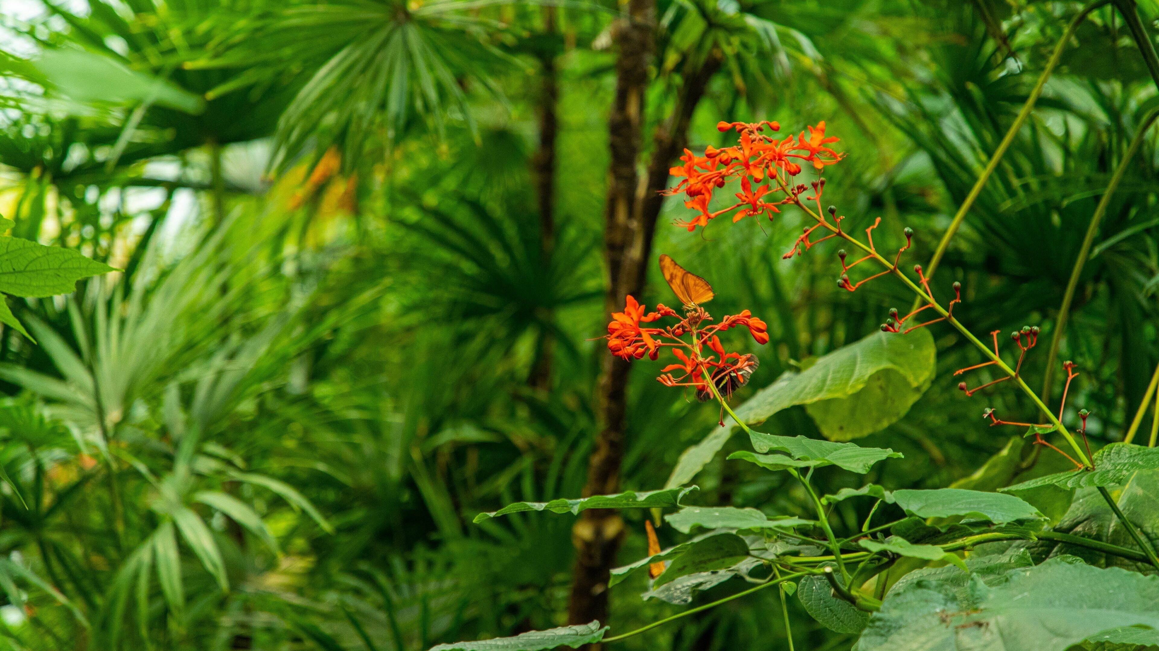 Butterfly Conservatory showing wildflowers