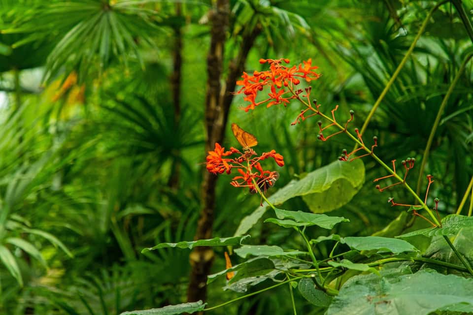 Un bosc verd i exuberant amb una planta florida taronja destacada.