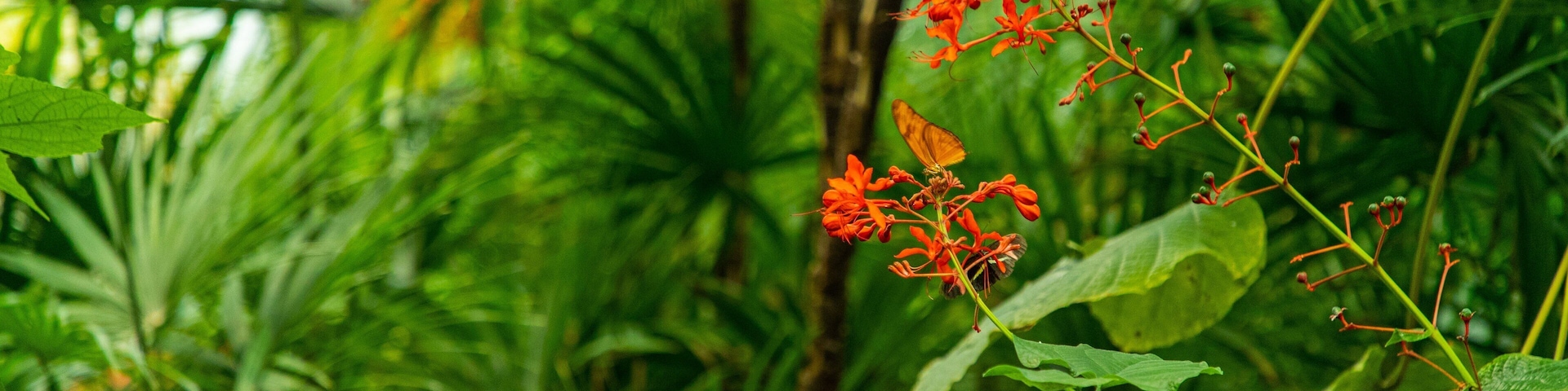 Butterfly Conservatory showing wildflowers