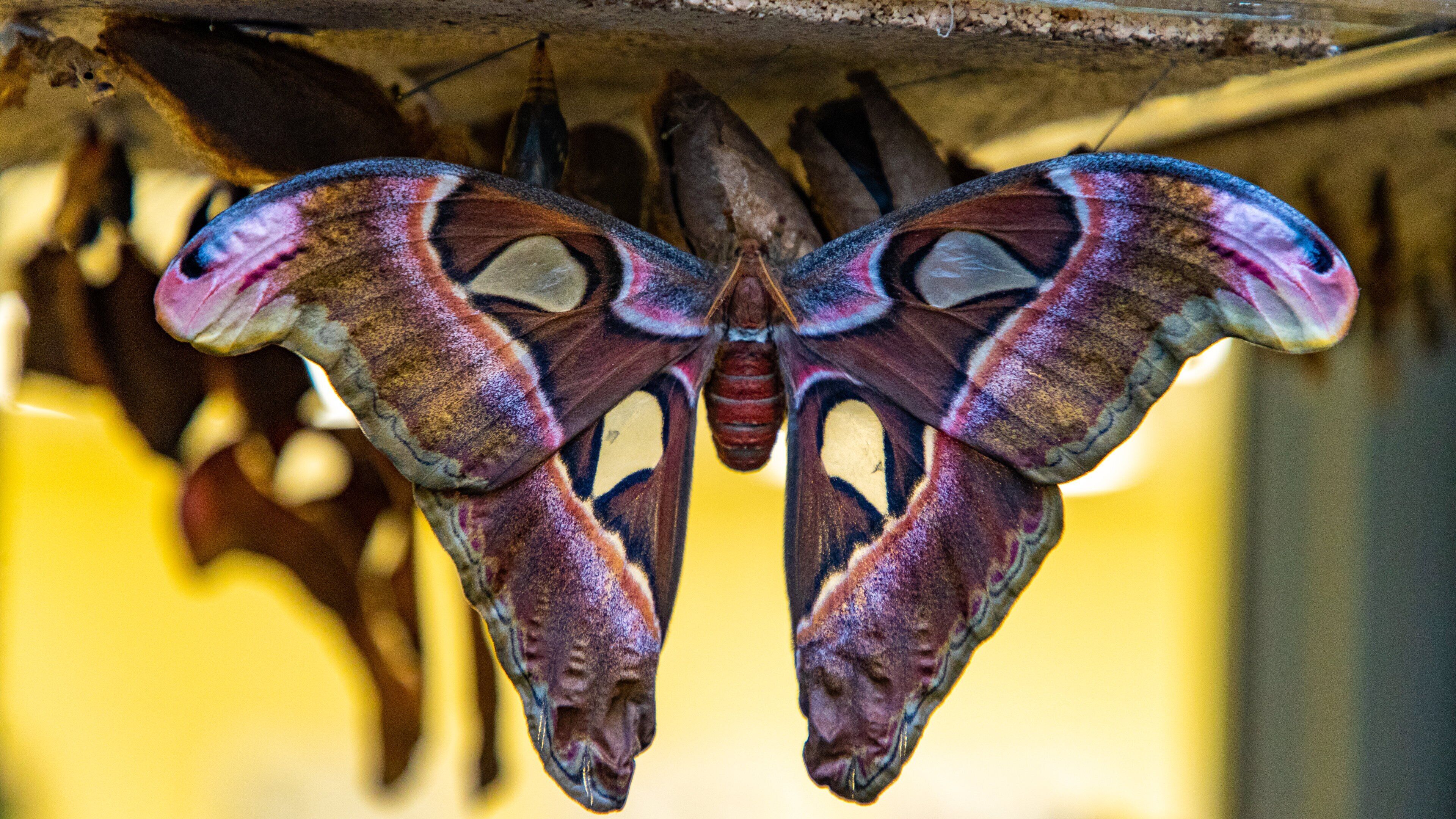 Butterfly Conservatory showing animals