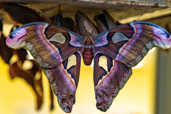 Une grande phalène aux ailes aux couleurs vives, suspendue à une structure.