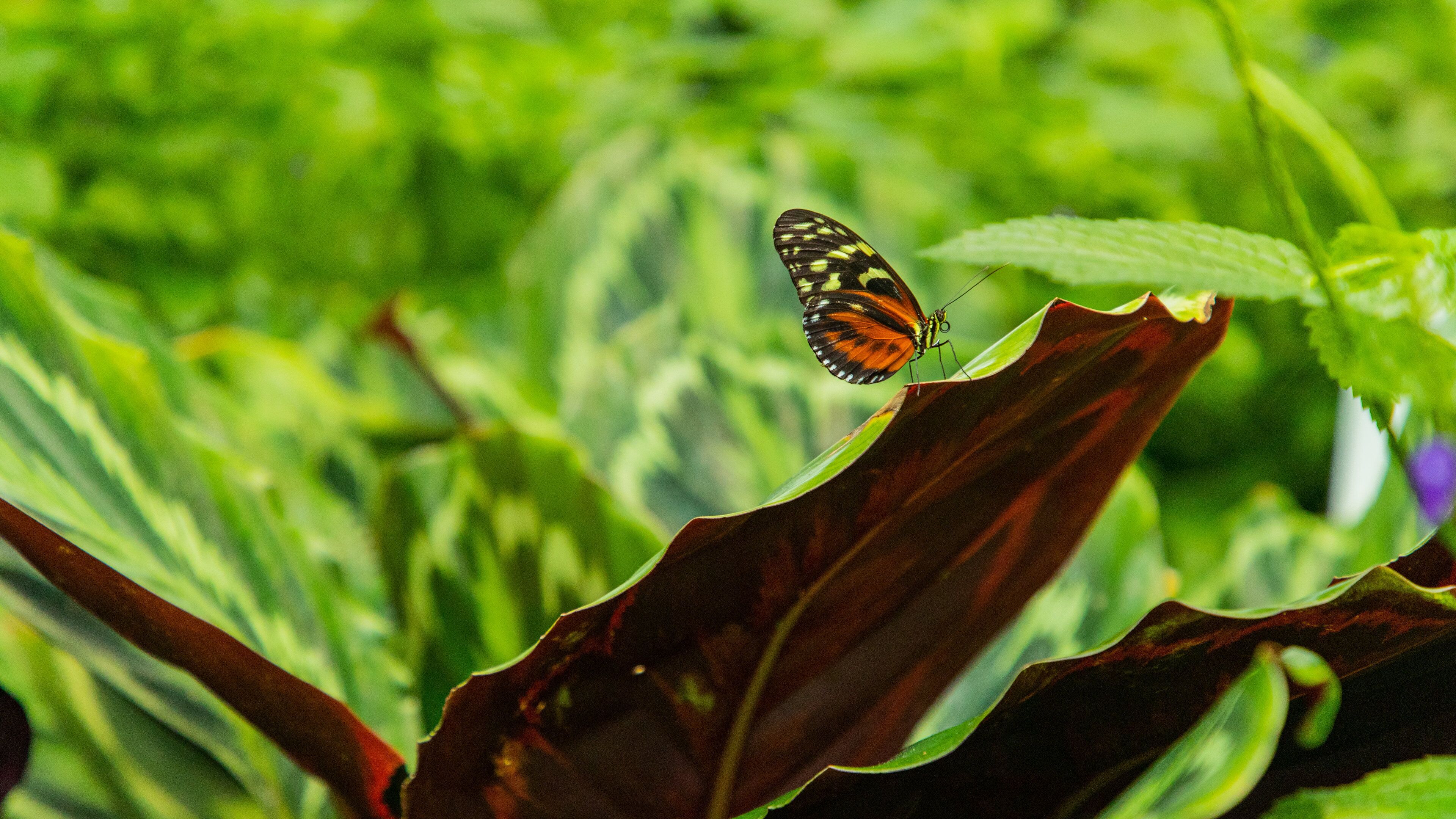 Butterfly Conservatory which includes animals