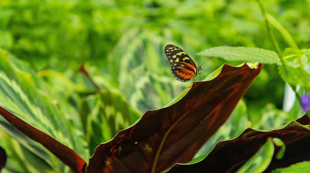 Butterfly Conservatory which includes animals