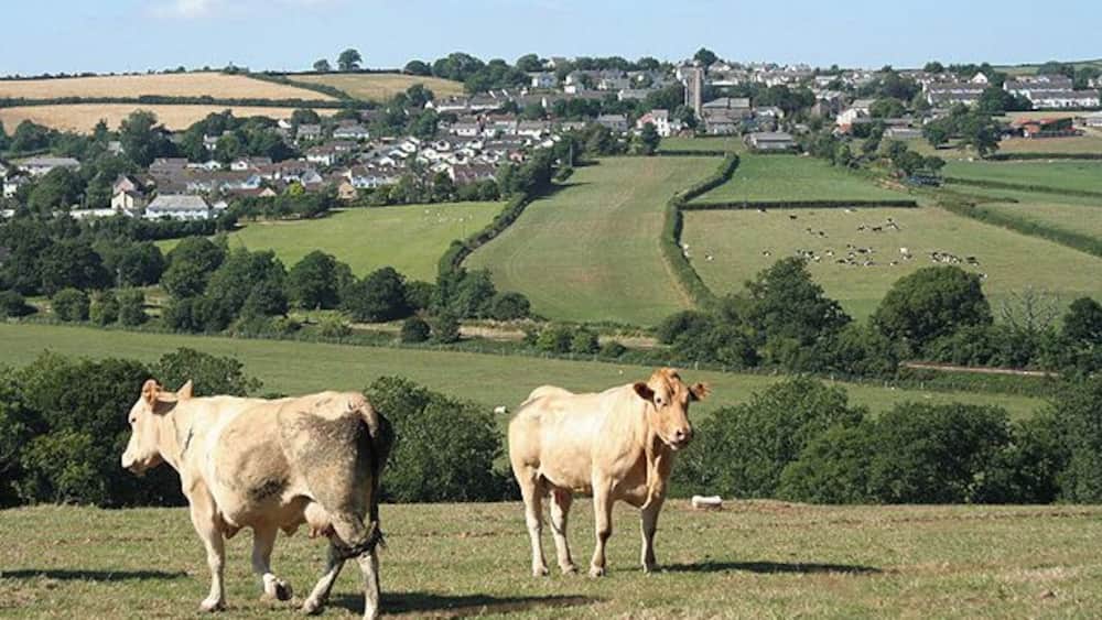 Duas vacas numa colina gramada, com uma cidade ao fundo.