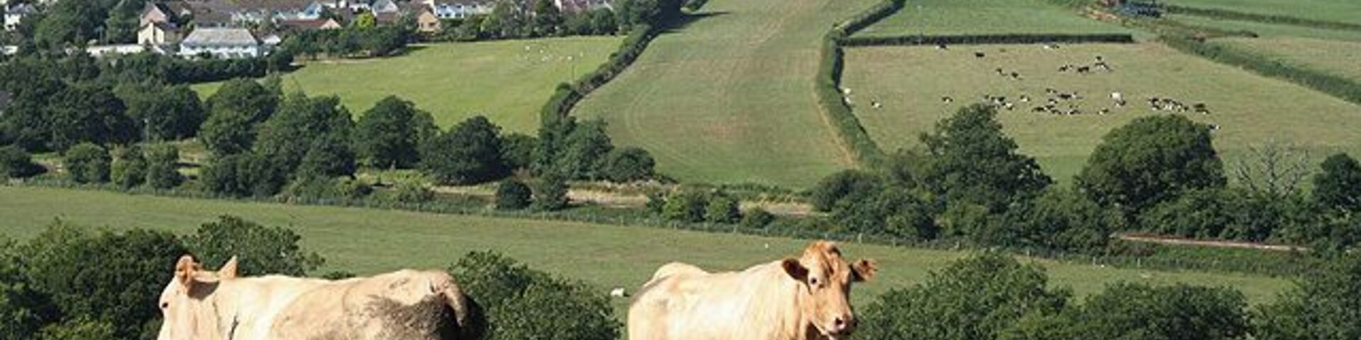 Dos vacas en una colina cubierta de hierba, con un pueblo al fondo.