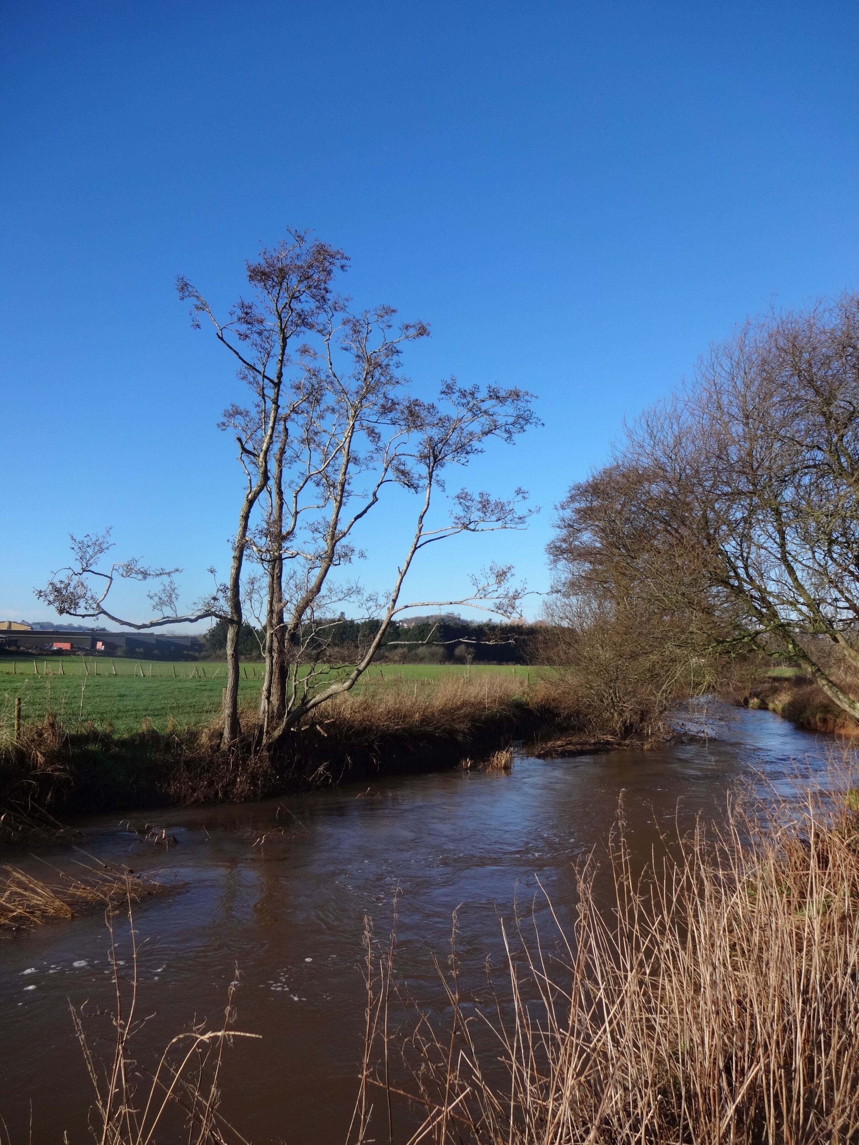 A river with trees and a field in the background.