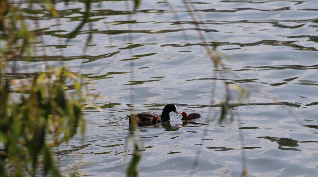 Coots on the lake, shot with canon m50 75-300mm.