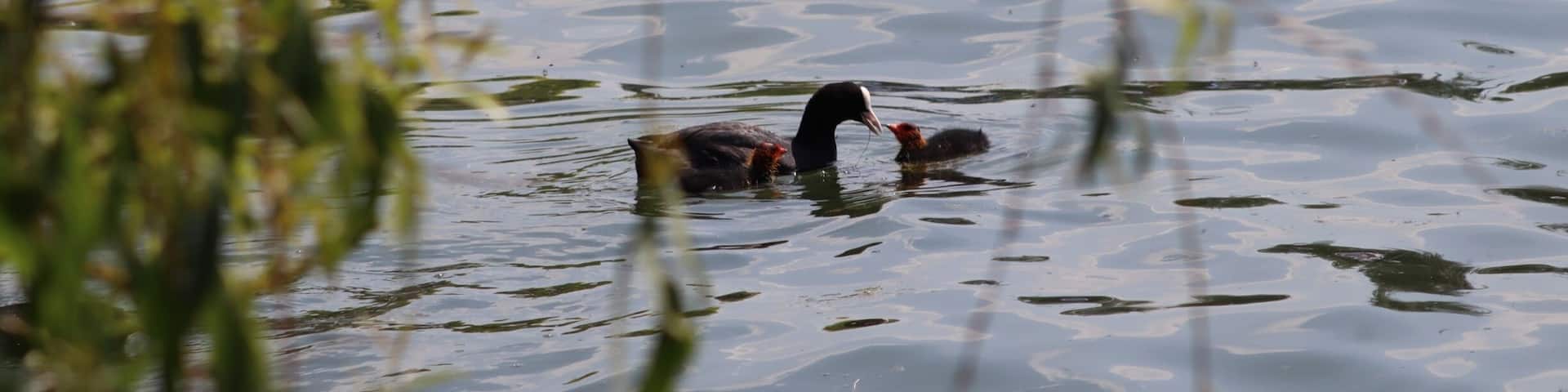 Coots on the lake, shot with canon m50 75-300mm.