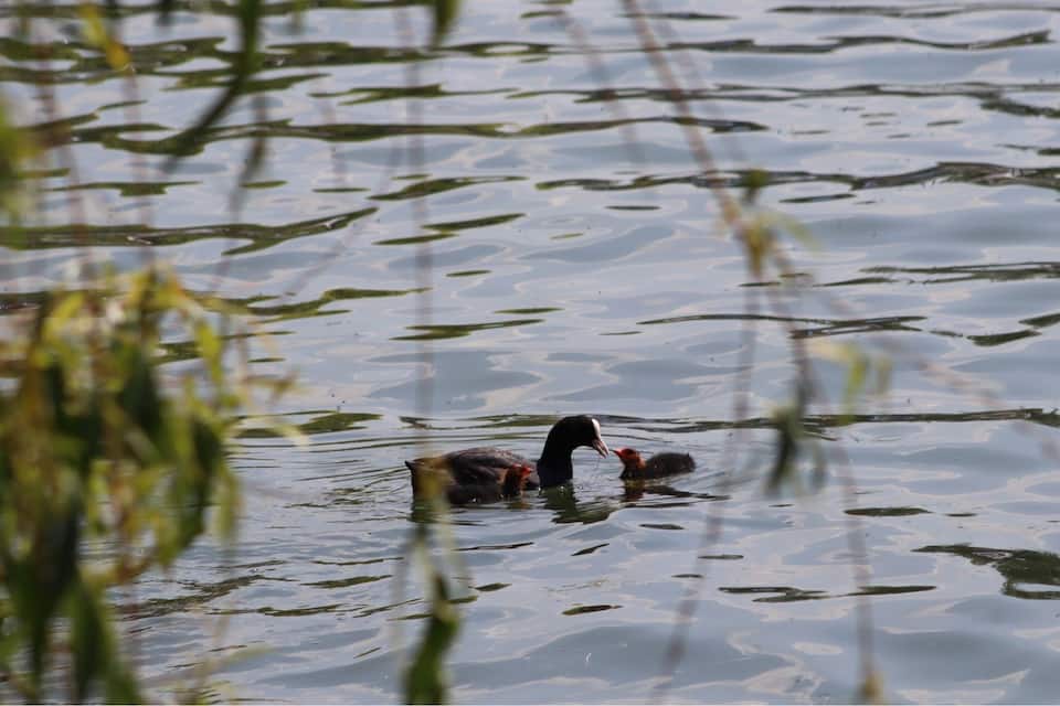 A lake with water lilies and a bird swimming.