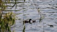 Coots on the lake, shot with canon m50 75-300mm.
