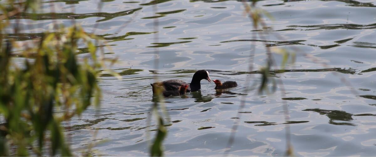 A lake with water lilies and a bird swimming.