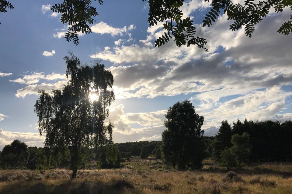 A landscape with a tree silhouetted against a partly cloudy sky, surrounded by a field of grass and other trees.