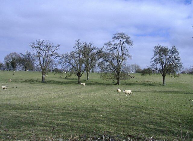 Sheep, near Blanchworth