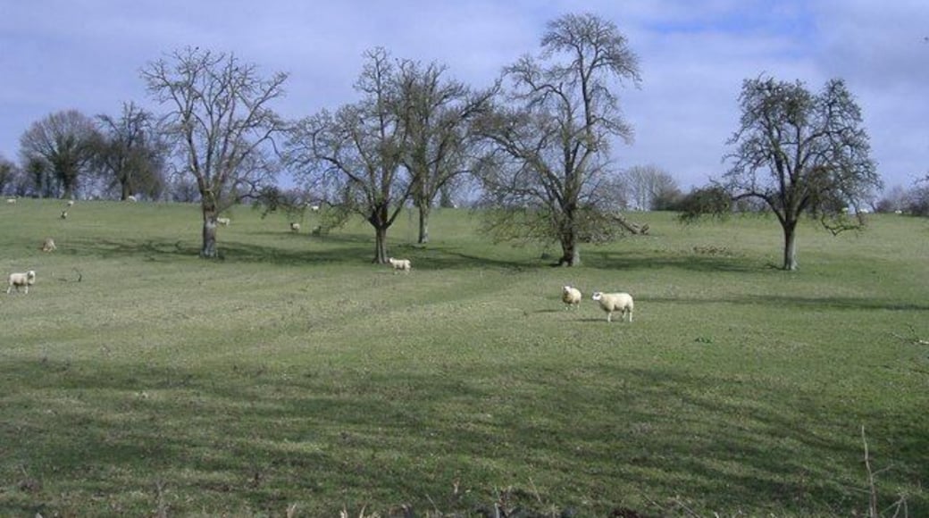 Sheep, near Blanchworth