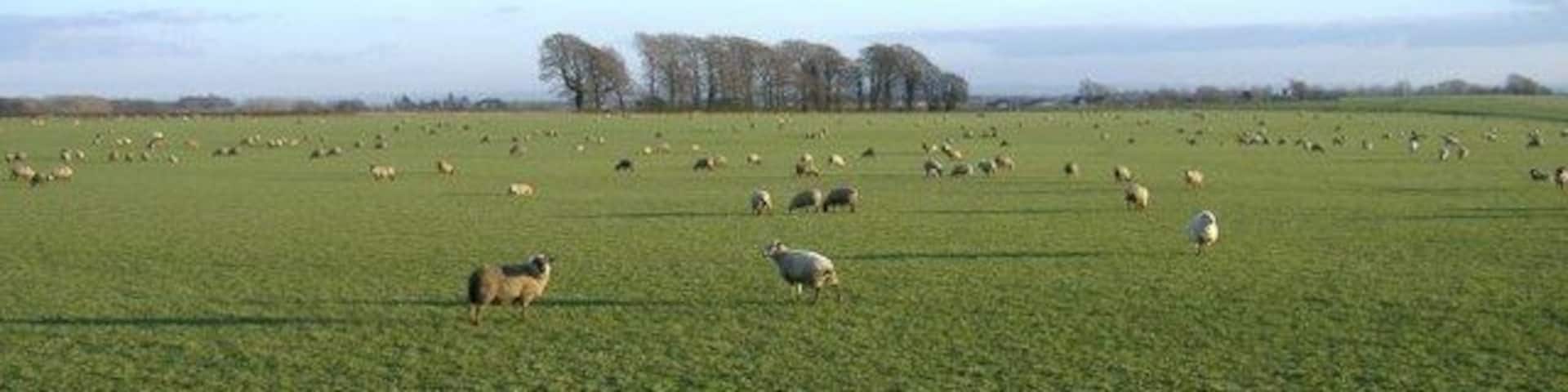 Fat, fifty-fold flock, forage flat farm field Baaaaa!