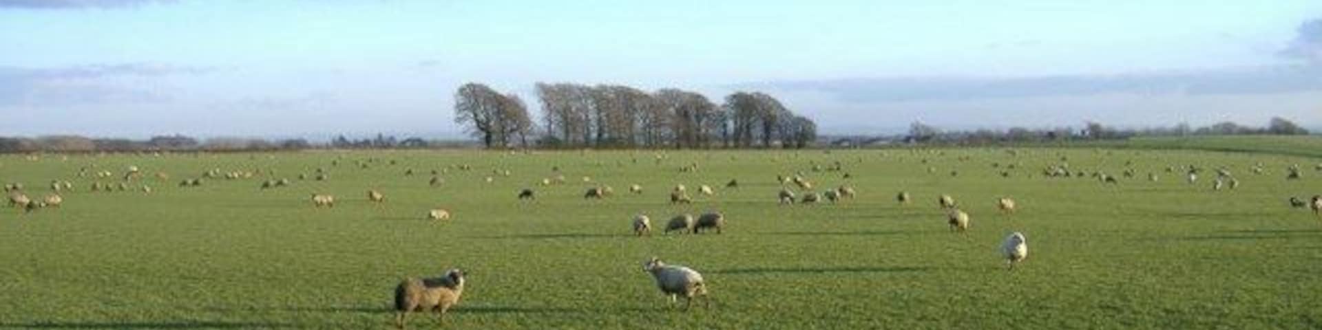 Fat, fifty-fold flock, forage flat farm field Baaaaa!