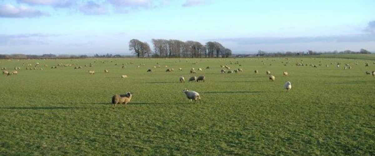 A green field with sheep scattered across it.