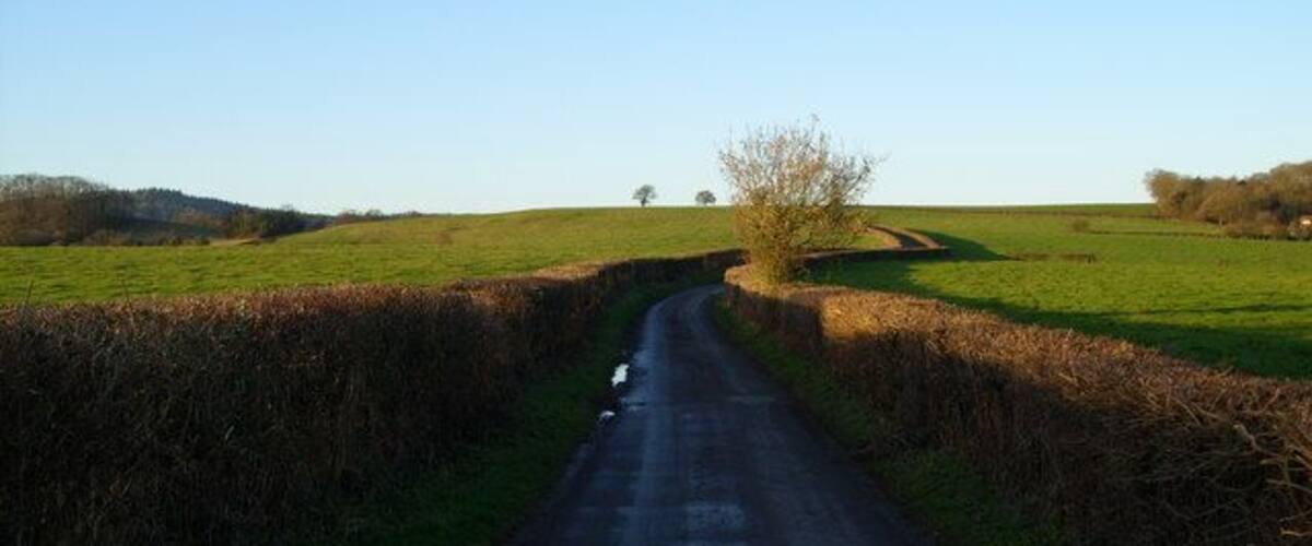 A narrow rural road curving through fields with a tree in the distance.