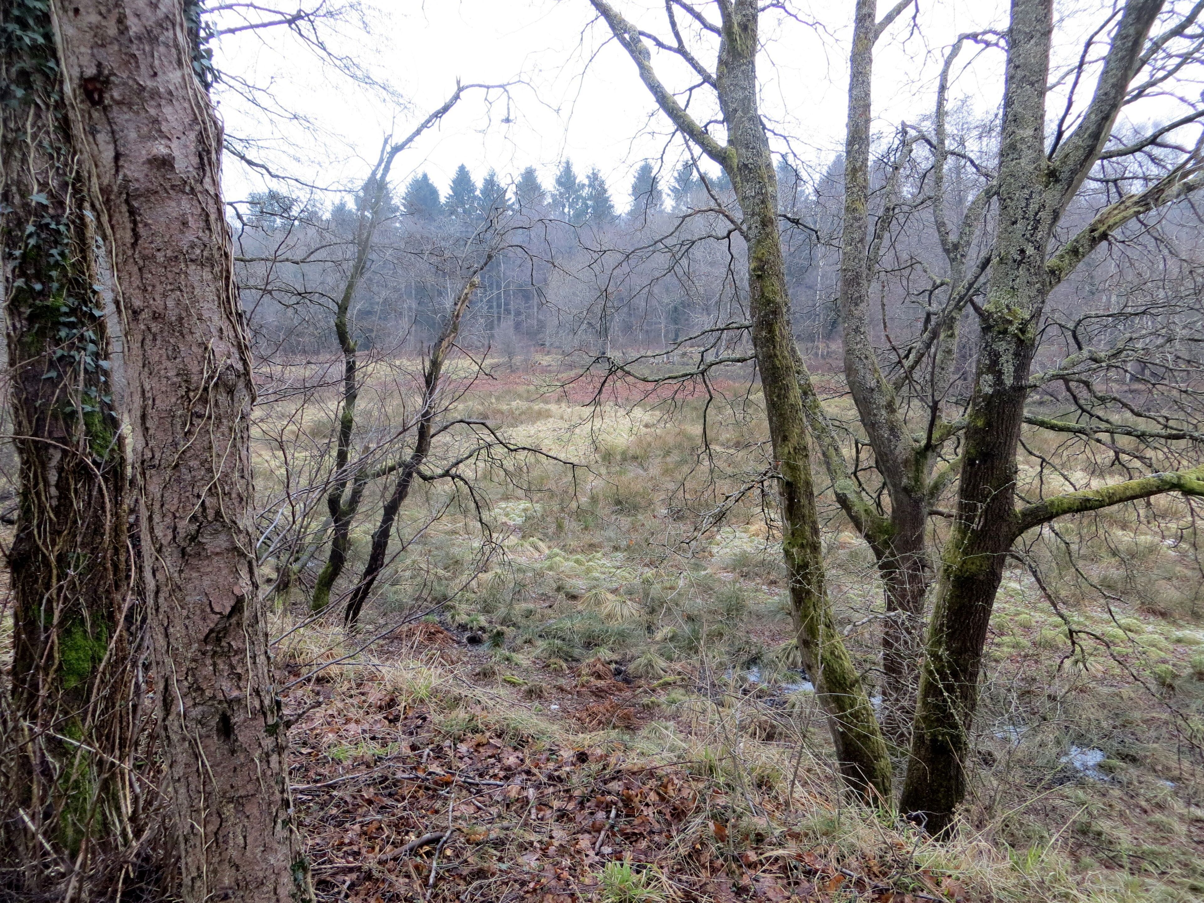 From the old railway line - March 2013