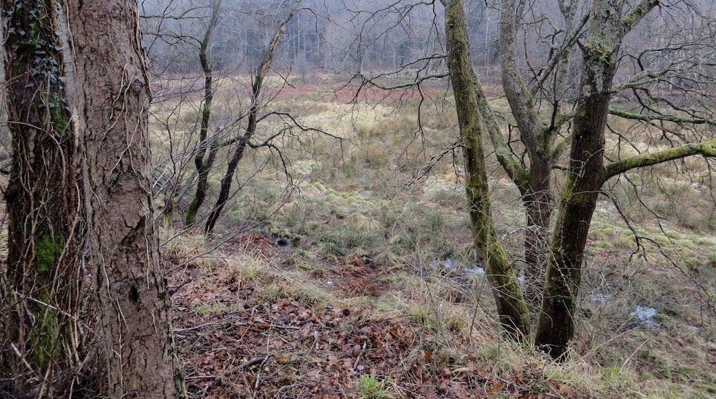 From the old railway line - March 2013