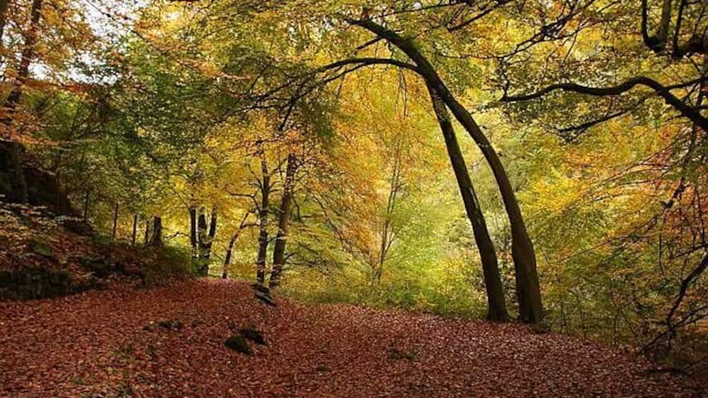 A forest path covered with fallen leaves, surrounded by trees with autumn foliage.