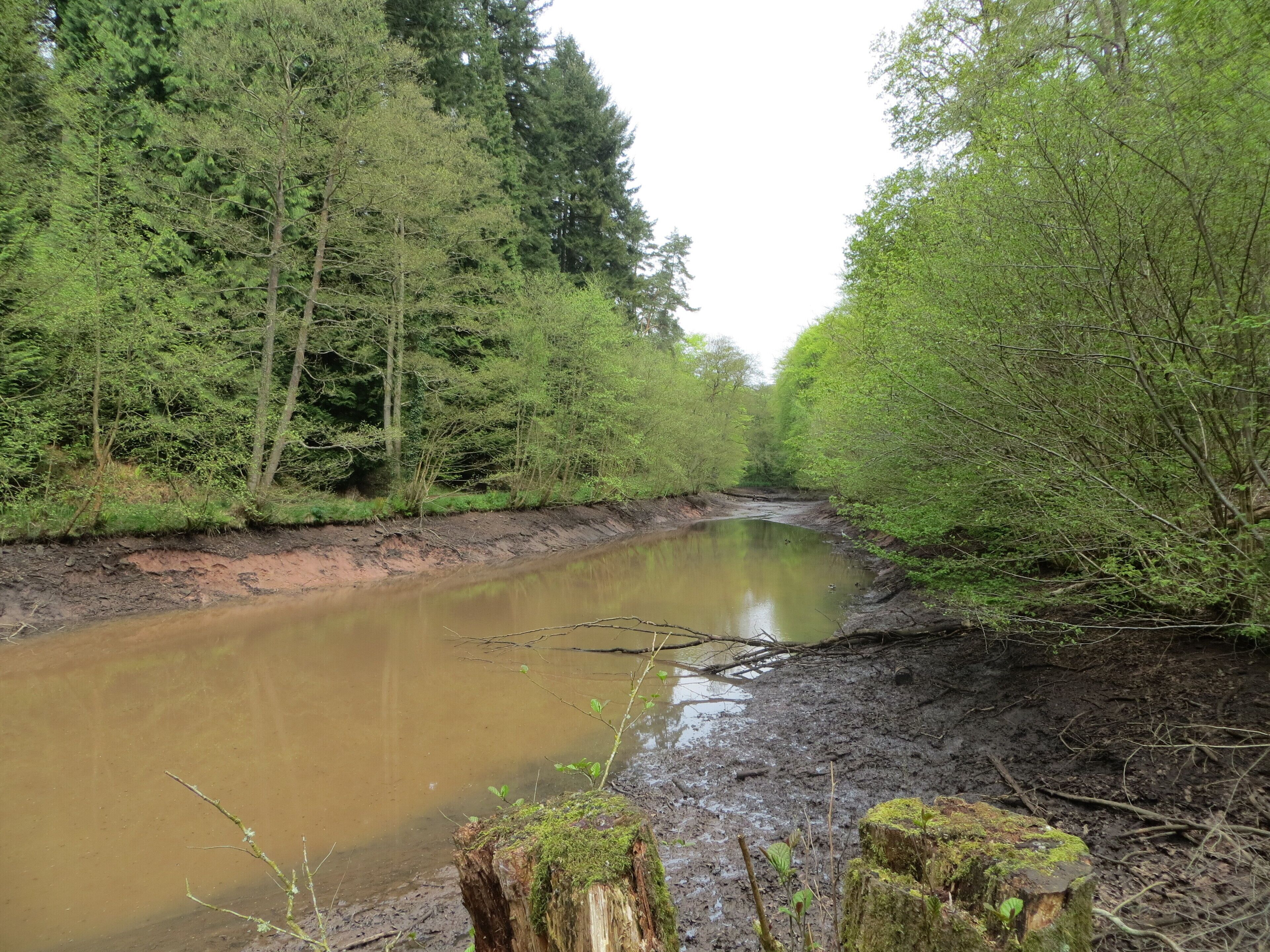 A river flowing through a forested area with muddy banks and dense green trees.