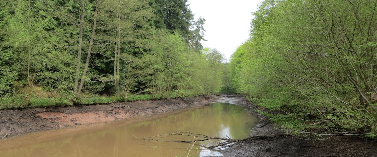 A river flowing through a forested area with muddy banks and dense green trees.