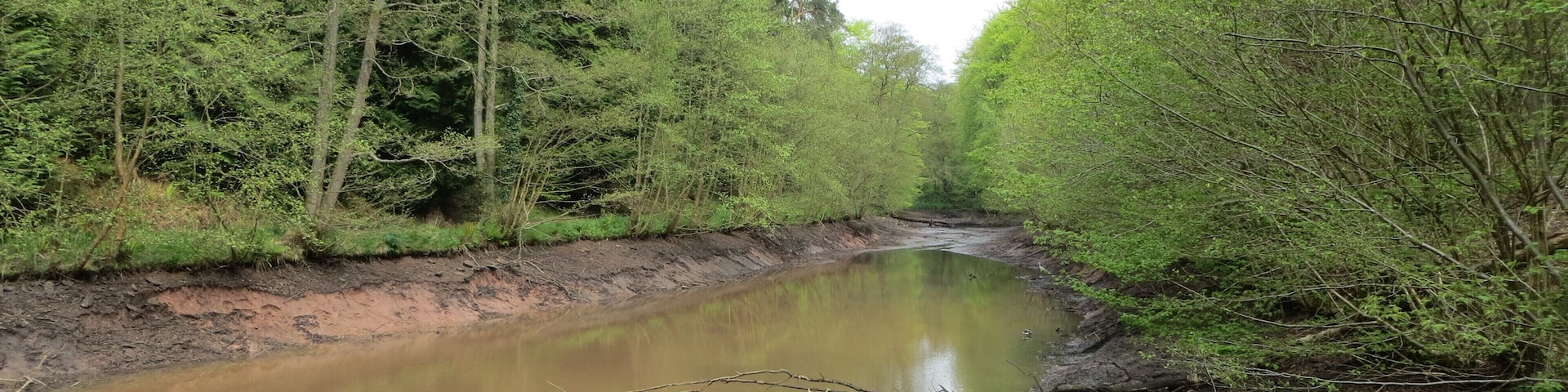A river flowing through a forested area with muddy banks and dense green trees.