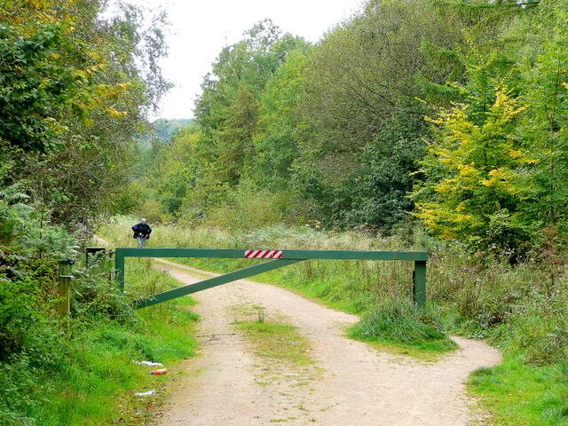 Track to Great God Meadow Part of the Forest of Dean south of Brierley.