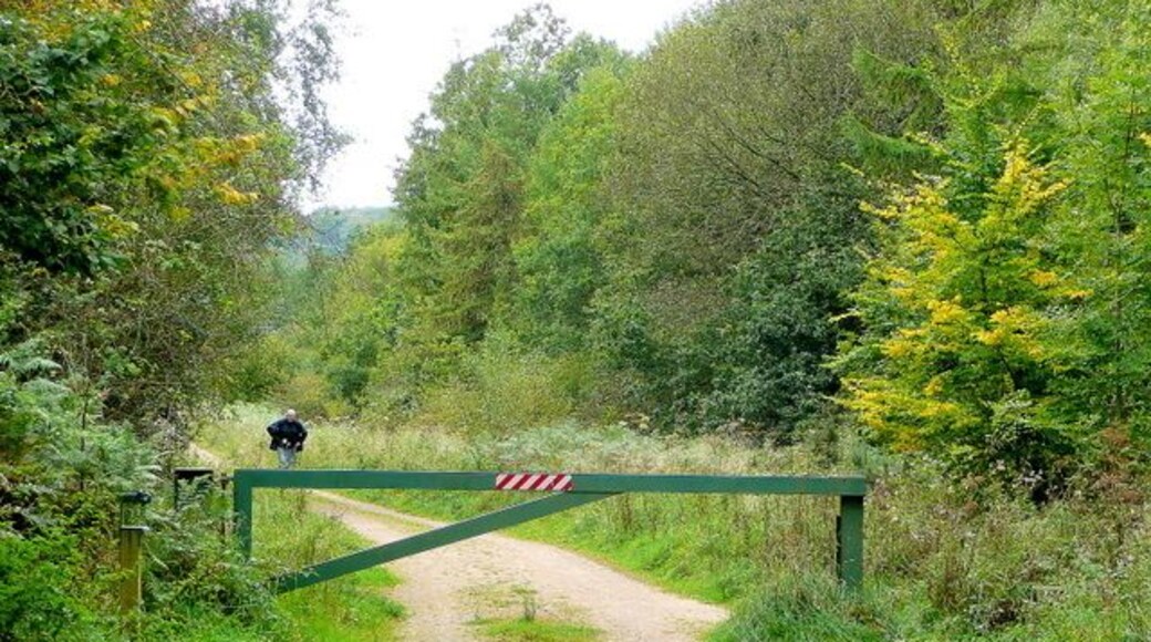 Track to Great God Meadow Part of the Forest of Dean south of Brierley.