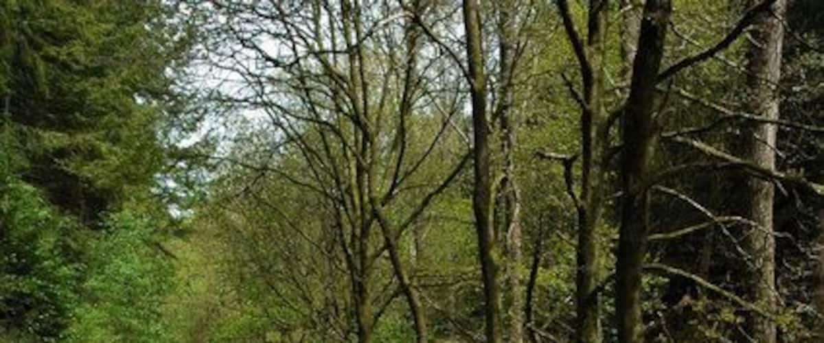 Forest path to Ruardean Hill Forest path to Ruardean Hill in the Forest of Dean.