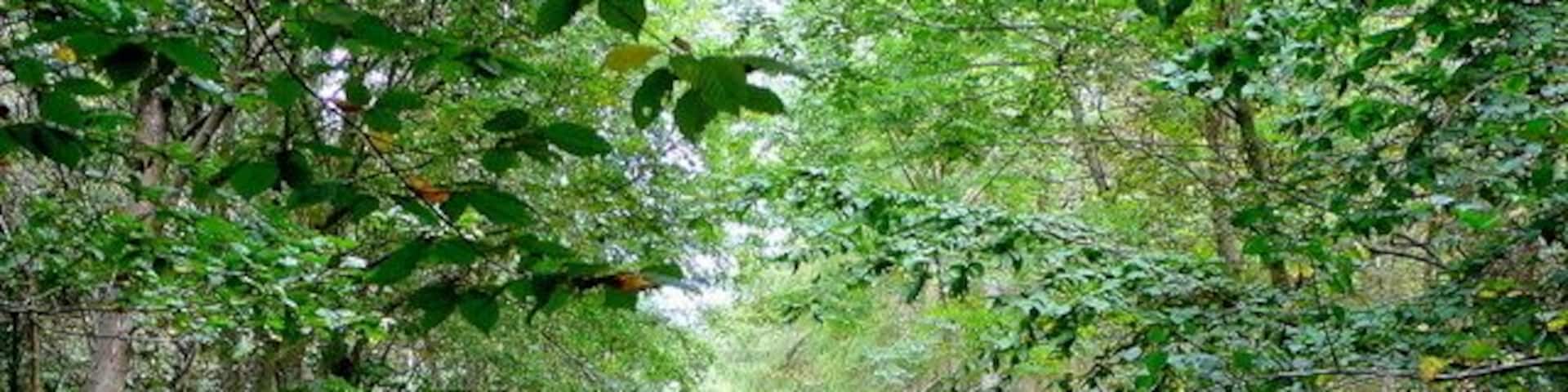 A forested path with dense trees and underbrush.
