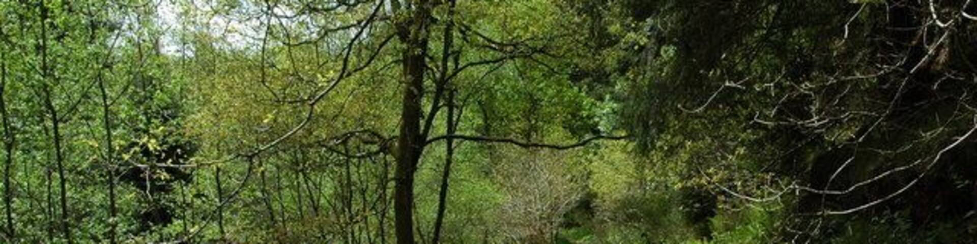 Forest path near Brierley Forest path to the north of Brierley in the Forest of Dean.