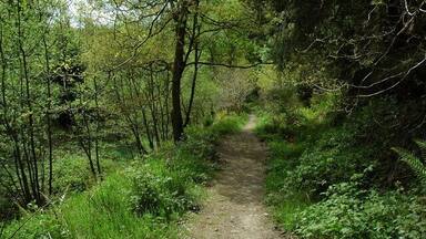 Forest path near Brierley Forest path to the north of Brierley in the Forest of Dean.