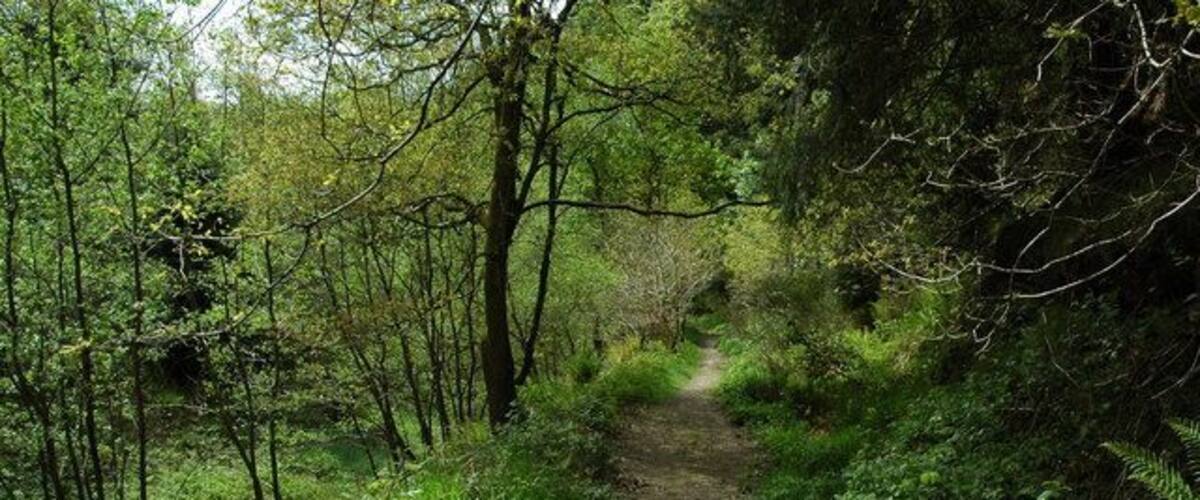 A forested trail with dense trees and underbrush.
