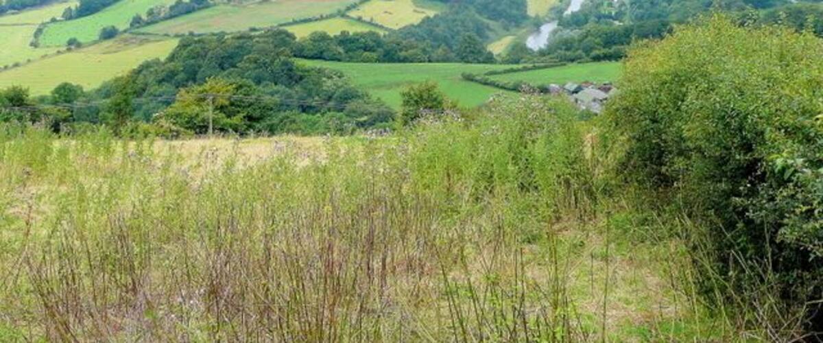Weedy field with a view Looking north-west from near Readings. The trench of the Wye valley is clear centre right, with Courtfield near Welsh Bicknor centre left. The hills and farmland of Herefordshire lie beyond.