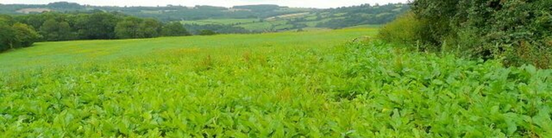 Un campo verde y exuberante con una hilera de árboles a lo lejos bajo un cielo nublado.